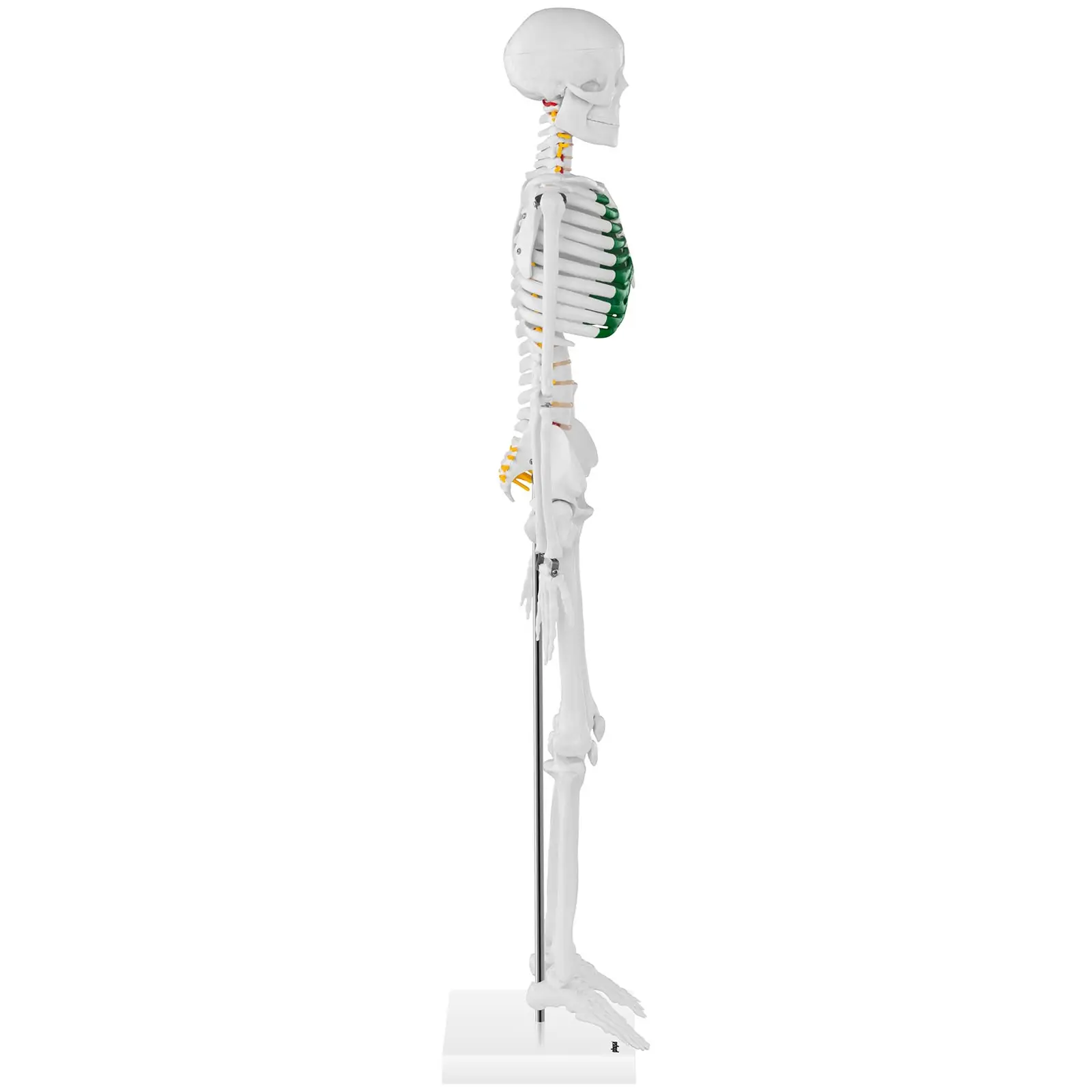 Miniskelet - 85 cm (Farve: hvid)