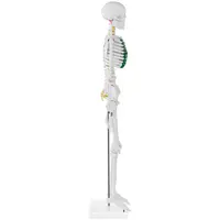 Mini model kostry človeka 85cm
