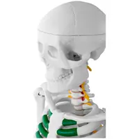 Anatomisch model mini skelet - 85 cm