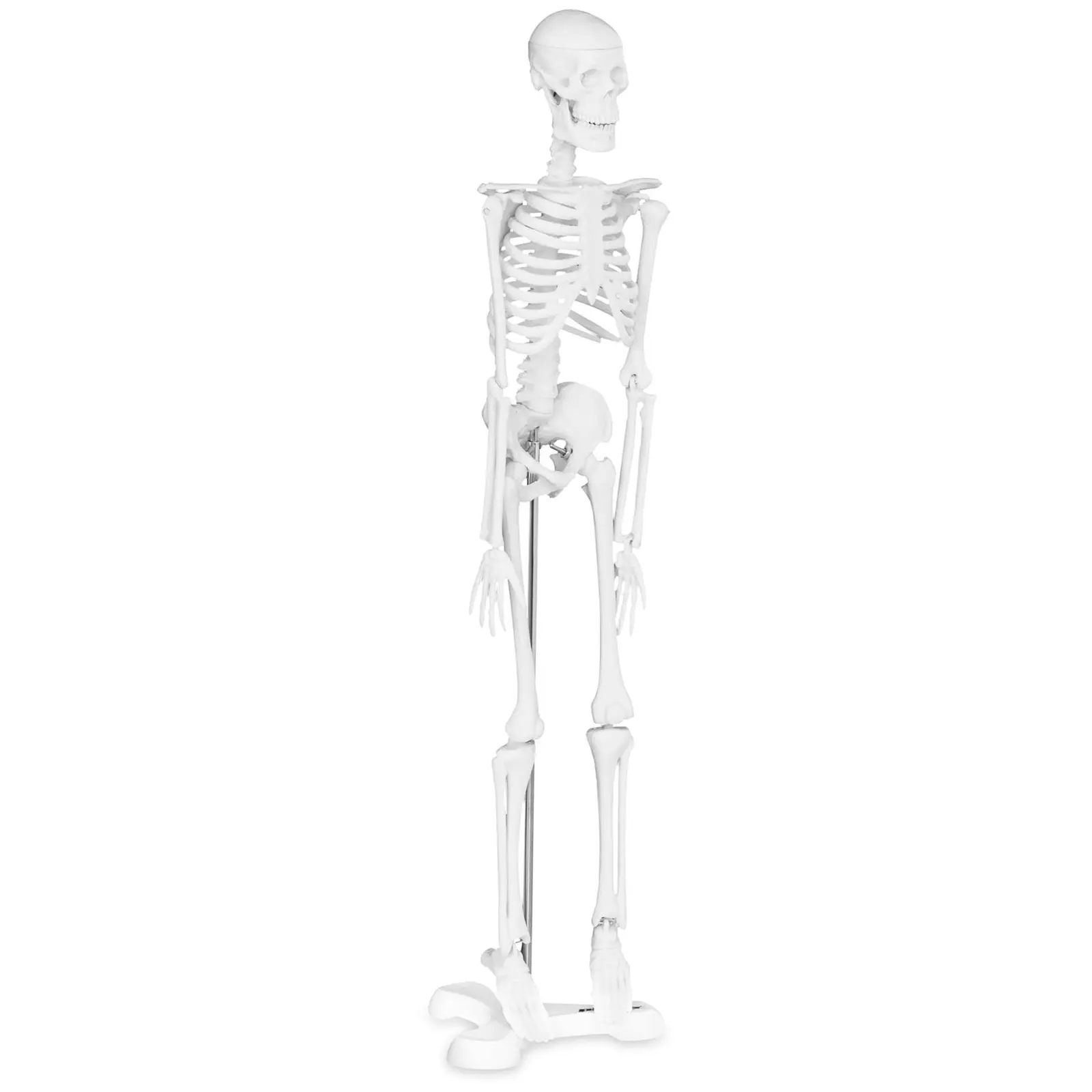 Miniature Skeleton - 45 cm - 1:4 scale