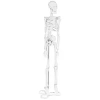 Skjelettmodell – Miniatyr 45 cm – målestokk 1:4