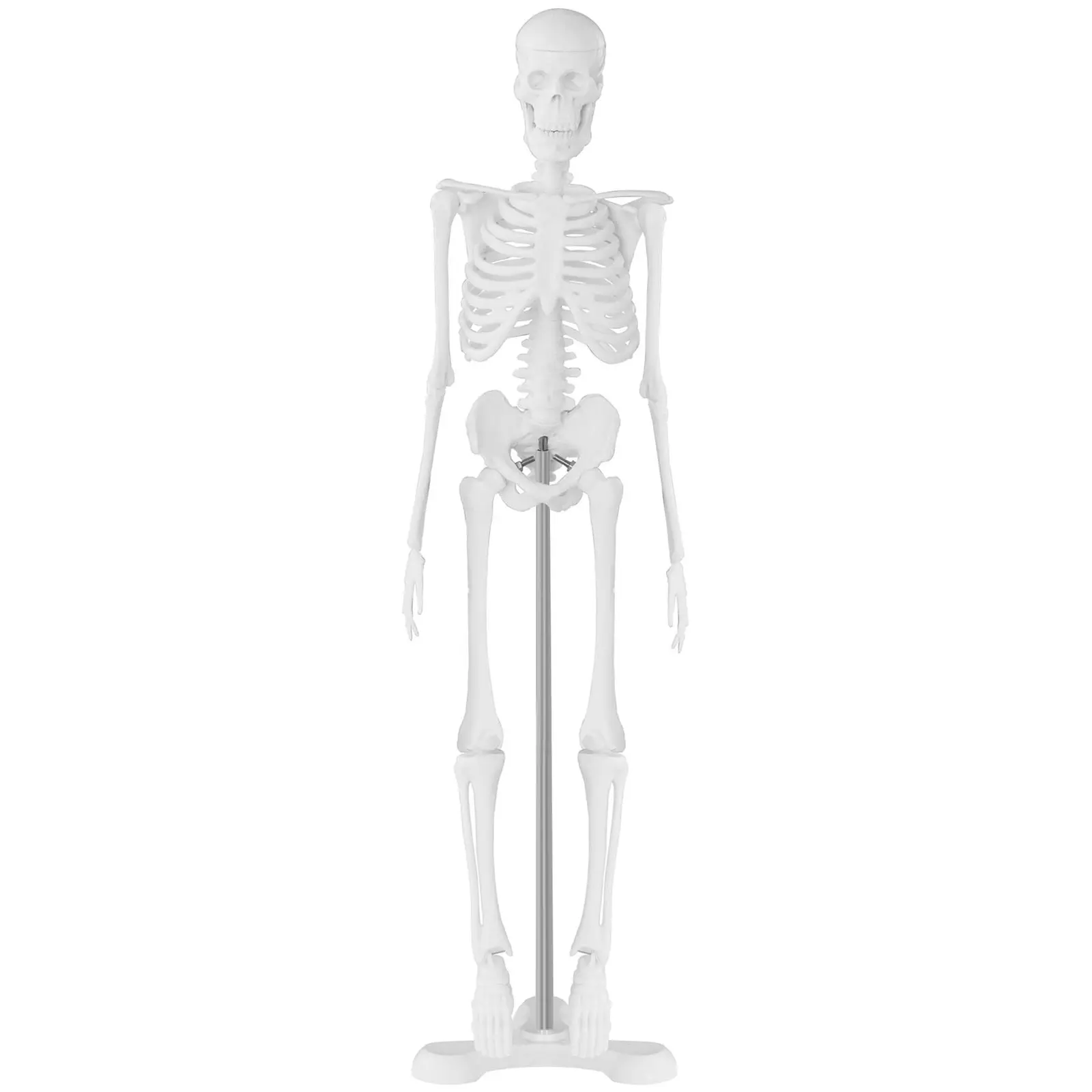 Mini model kostry člověka - měřítko 1:4 (45 cm) (Materiál: Plast)