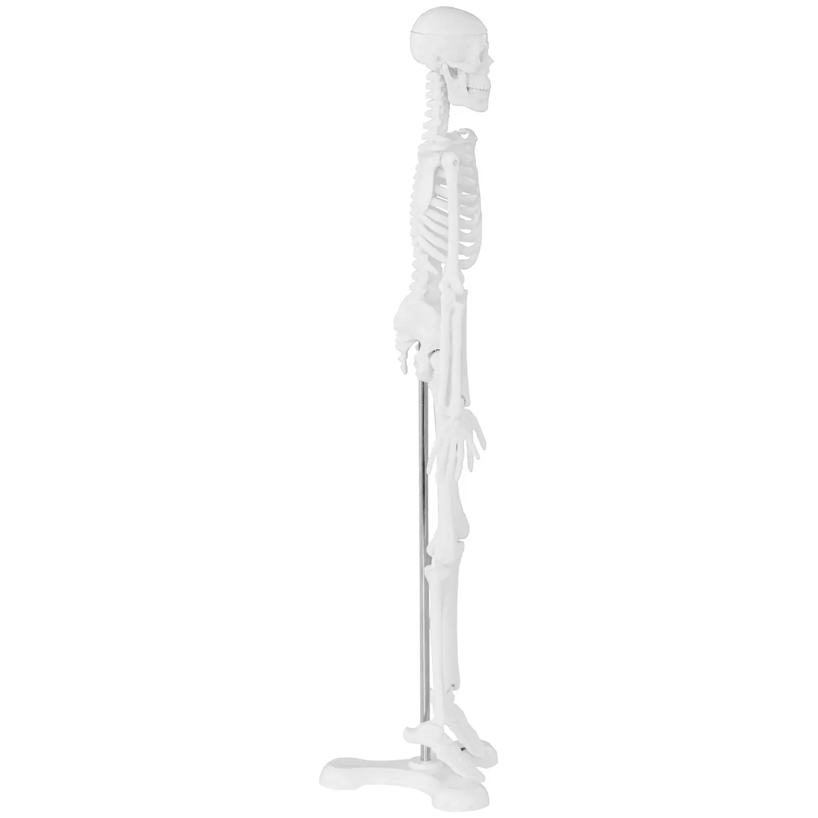 Anatominen malli - luuranko - 45 cm - mittasuhde 1:4