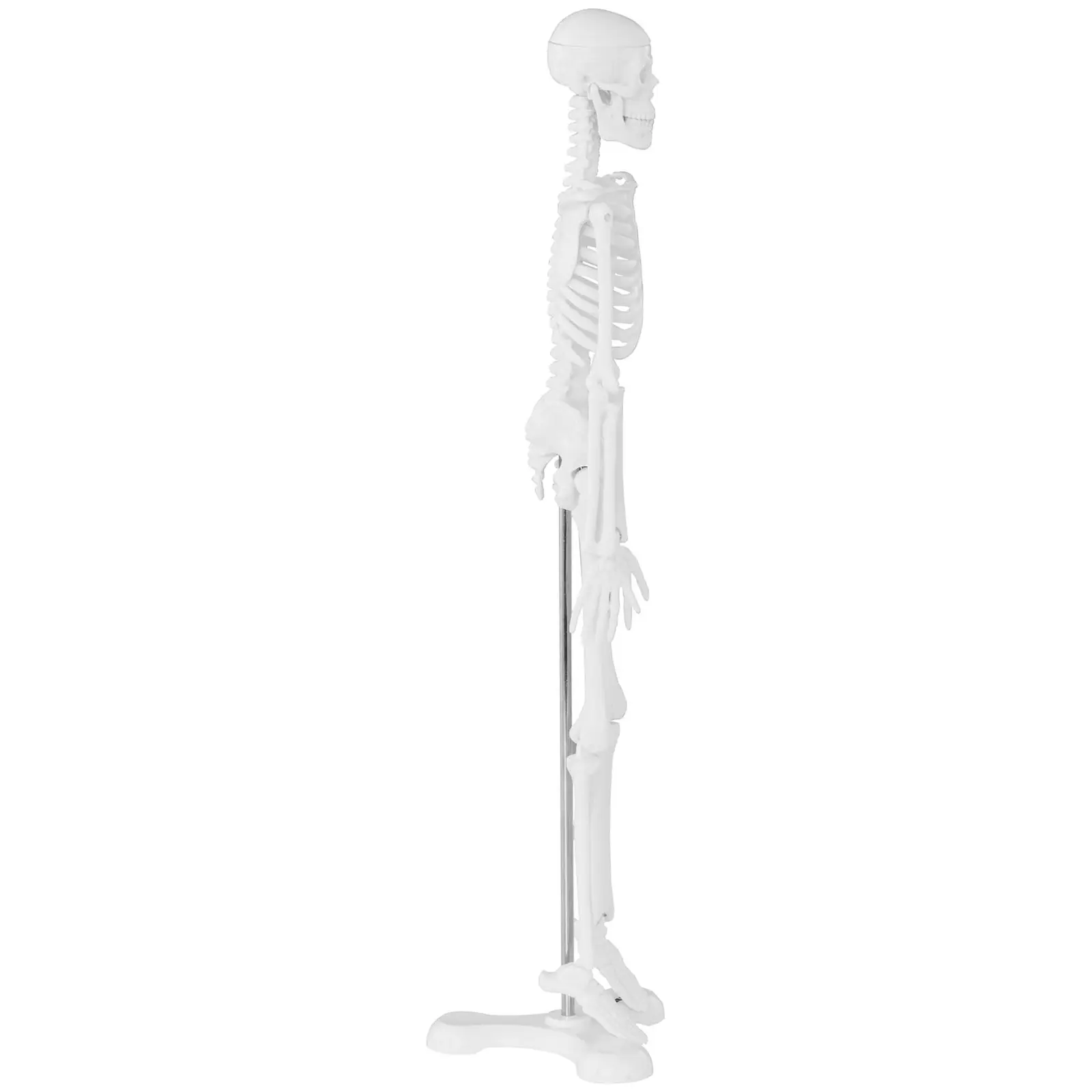Mini model kostry člověka - měřítko 1:4 (45 cm) (Barva: Bílá)
