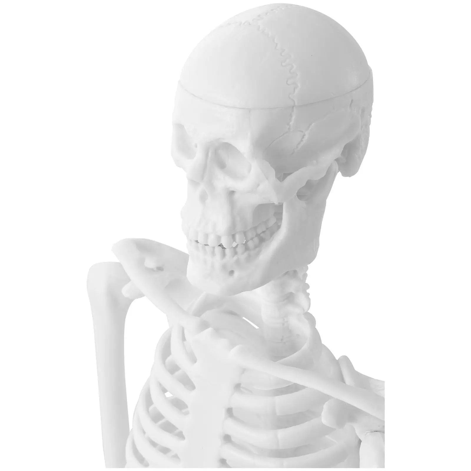 Mini maquette du squelette humain - 45 cm - Échelle 1:4