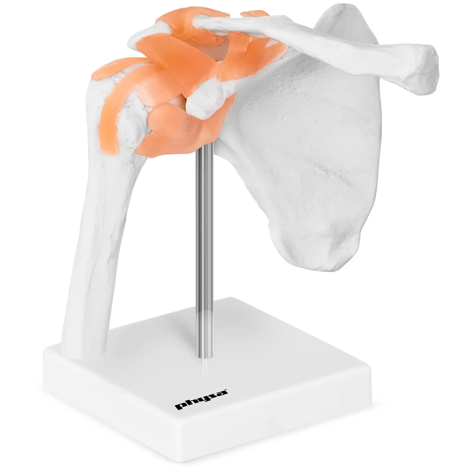 Skulder-model - Produktfoto