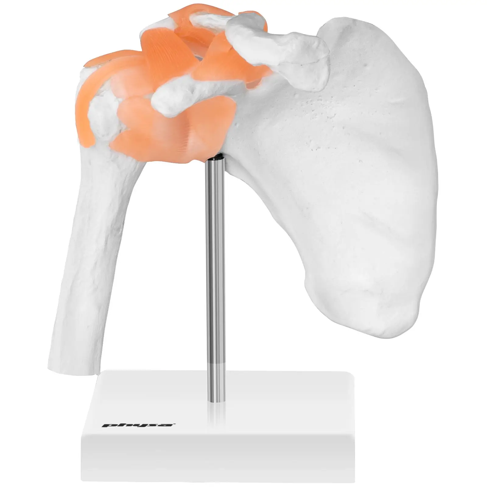 Axel - Anatomisk modell PHY-SJ-1