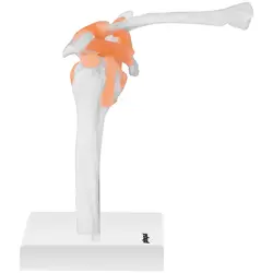 Model ramenog zgloba - u prirodnoj veličini