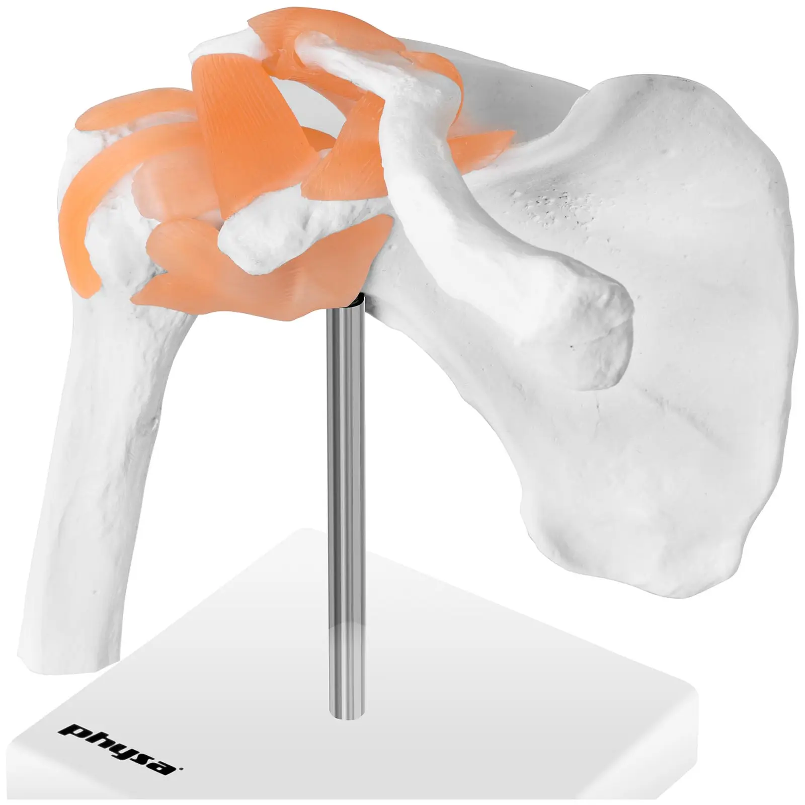 Axel - Anatomisk modell PHY-SJ-1