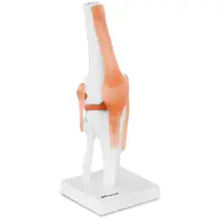 Model zgloba koljena
