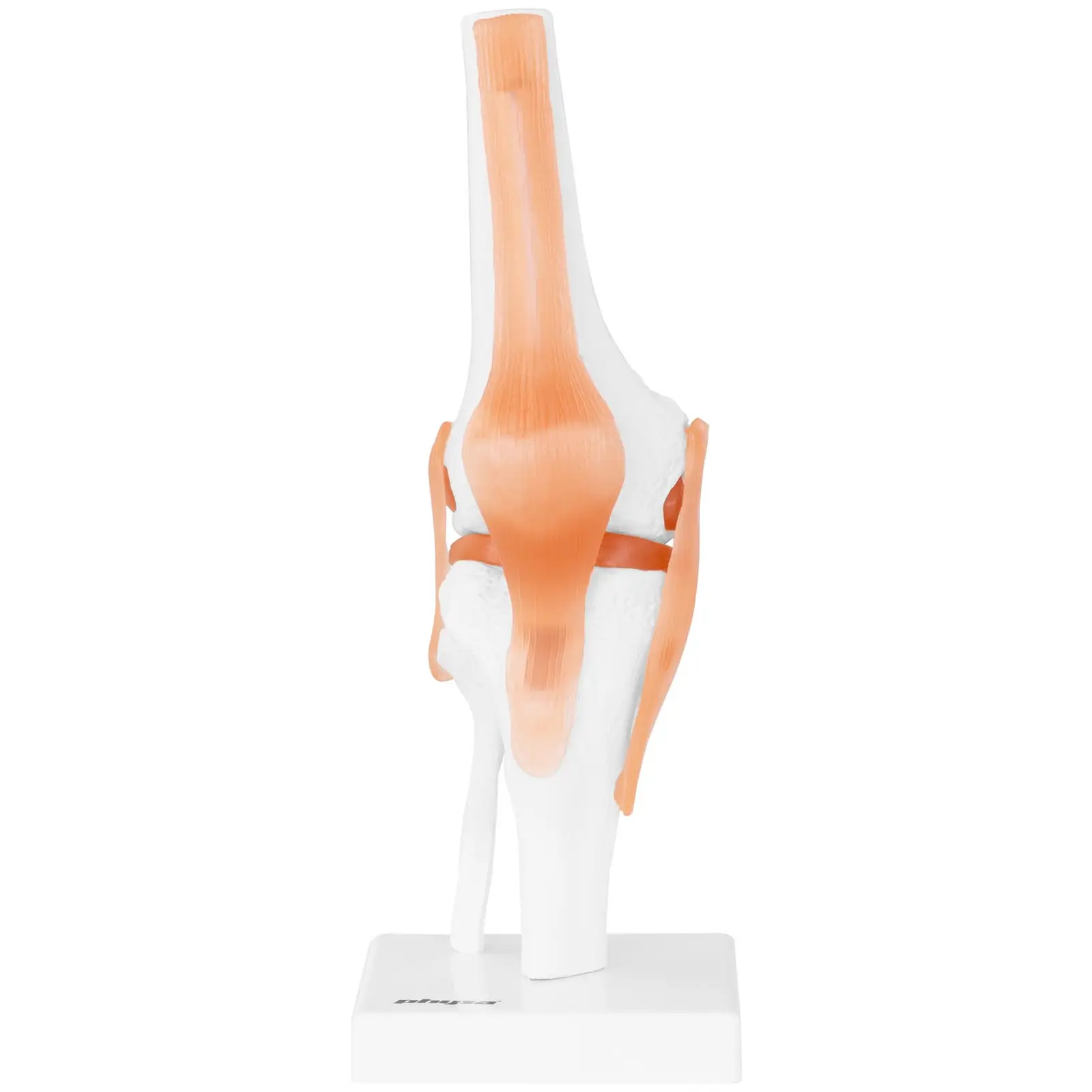 Modelo anatómico de rodilla