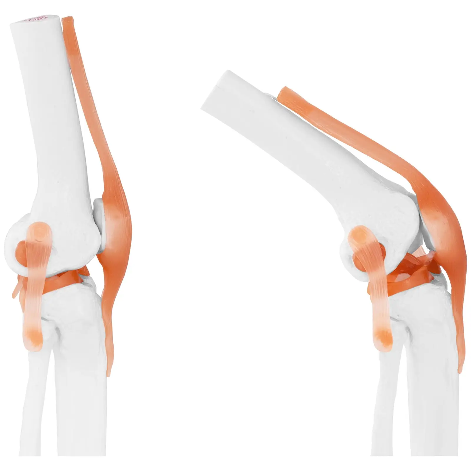Modelo anatómico de rodilla