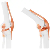 Articulação do joelho - modelo anatómico