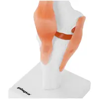 Anatomisch model knie