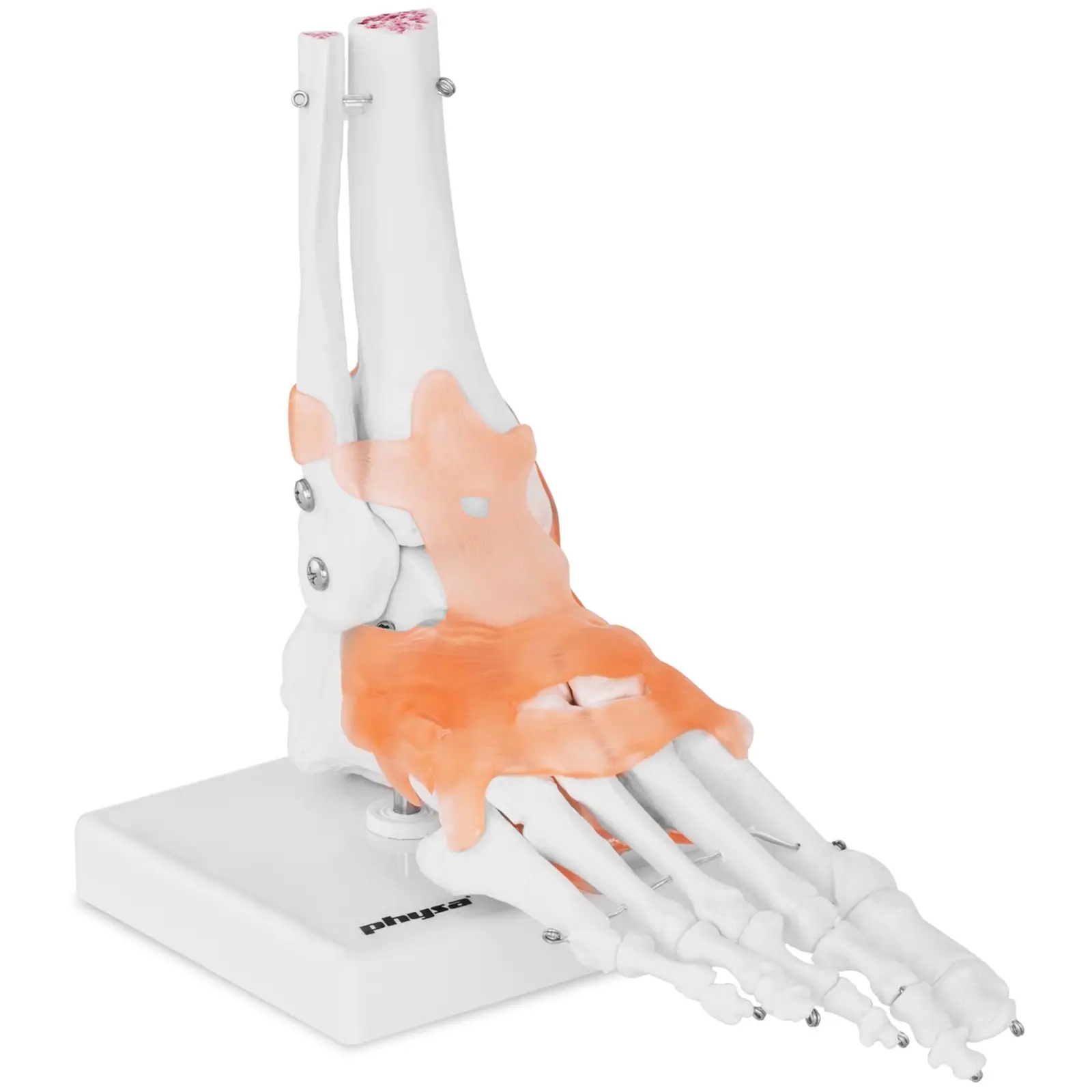 Modelo anatómico de pie - con ligamentos y articulaciones