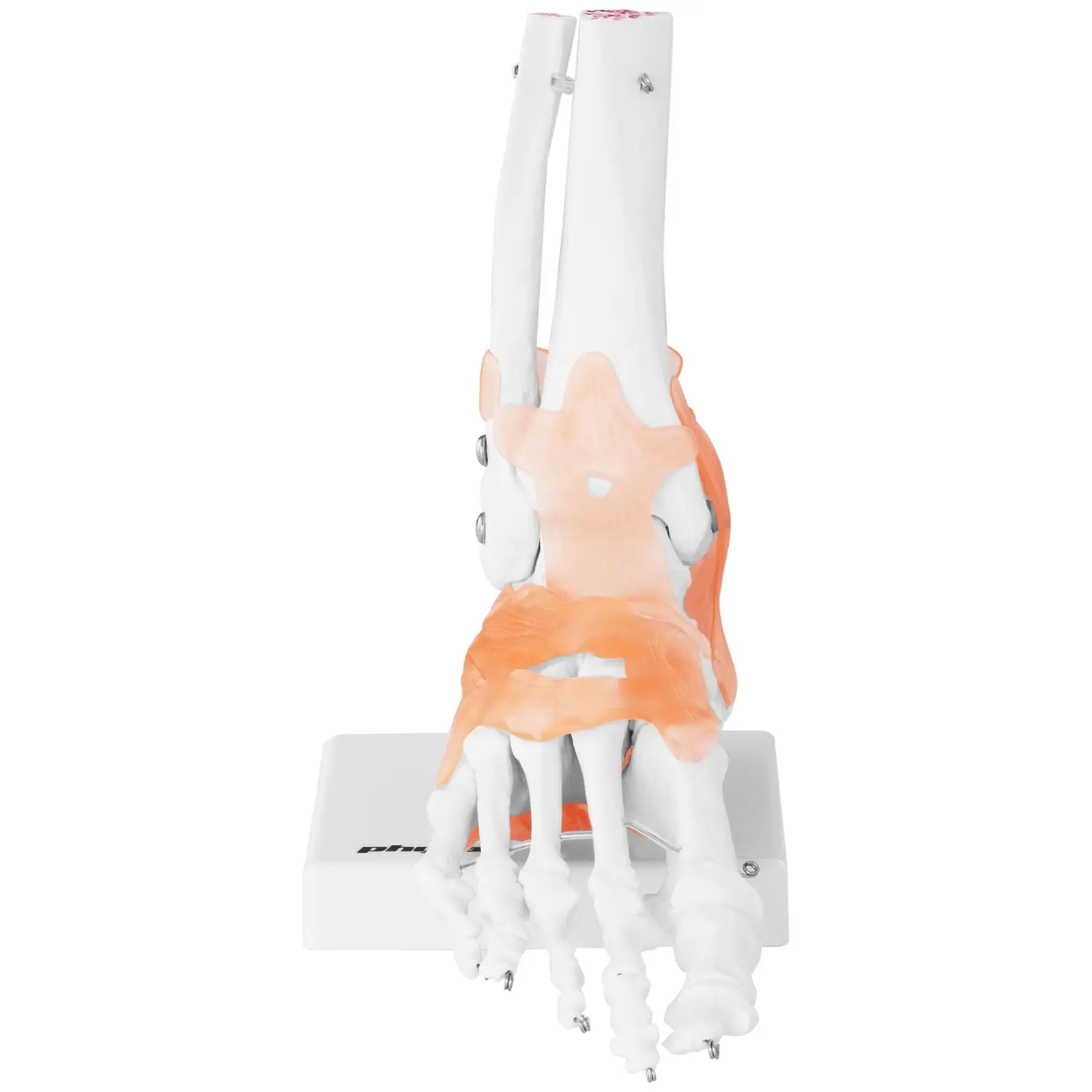 Model skeleta stopala - z vezmi in sklepi
