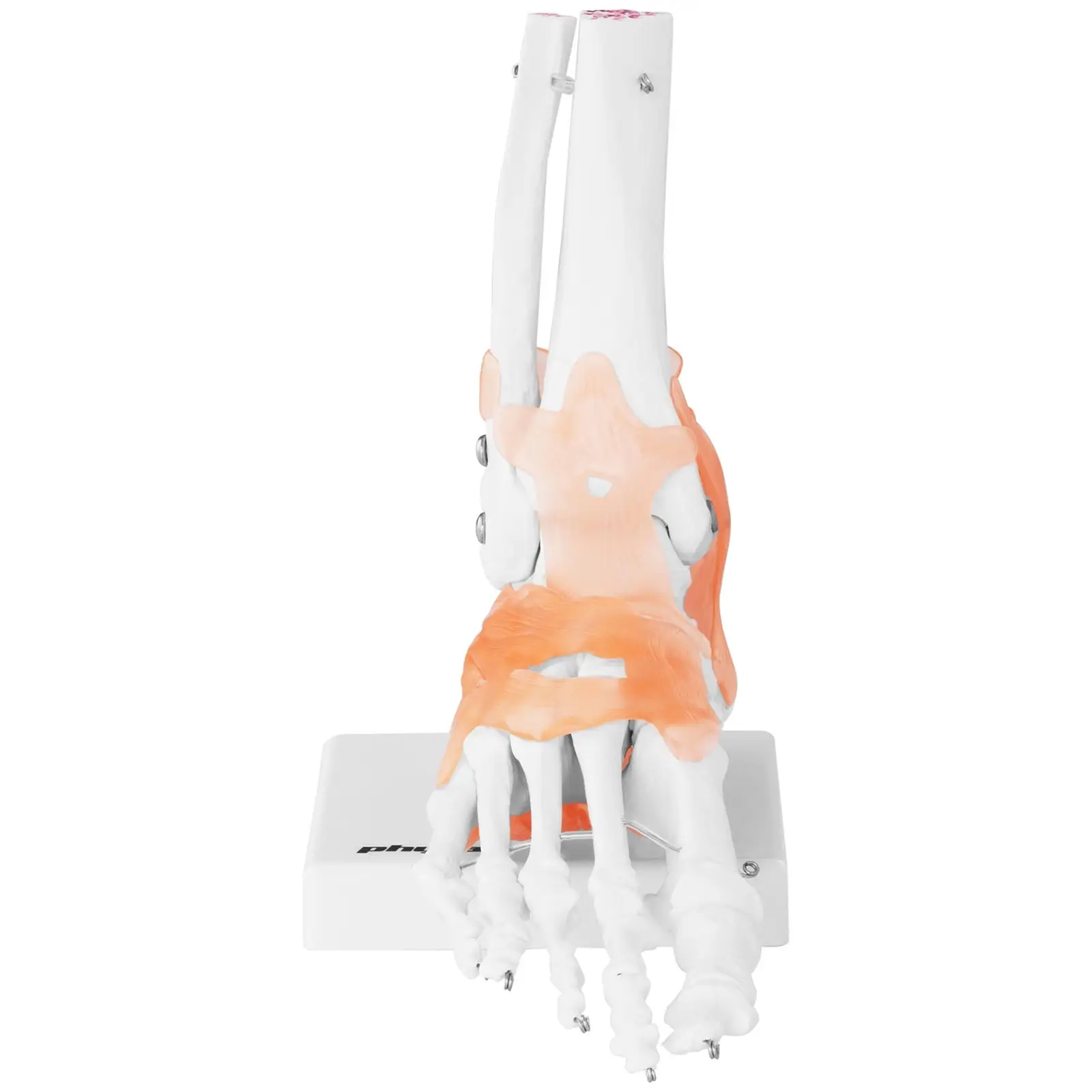 Fot - anatomisk modell – med leddbånd og ledd (Sokkel: Ja)