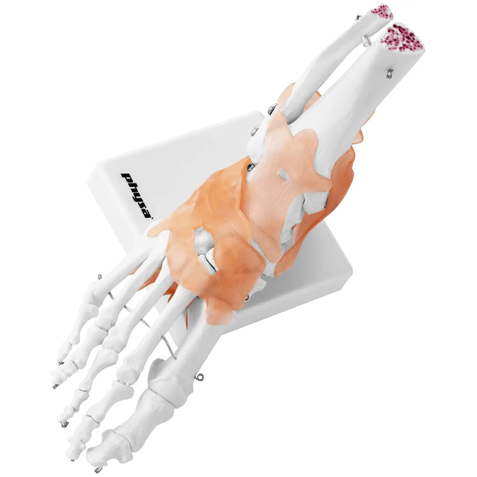 Anatominen malli - jalka- sis. nivelsiteet ja nivelet