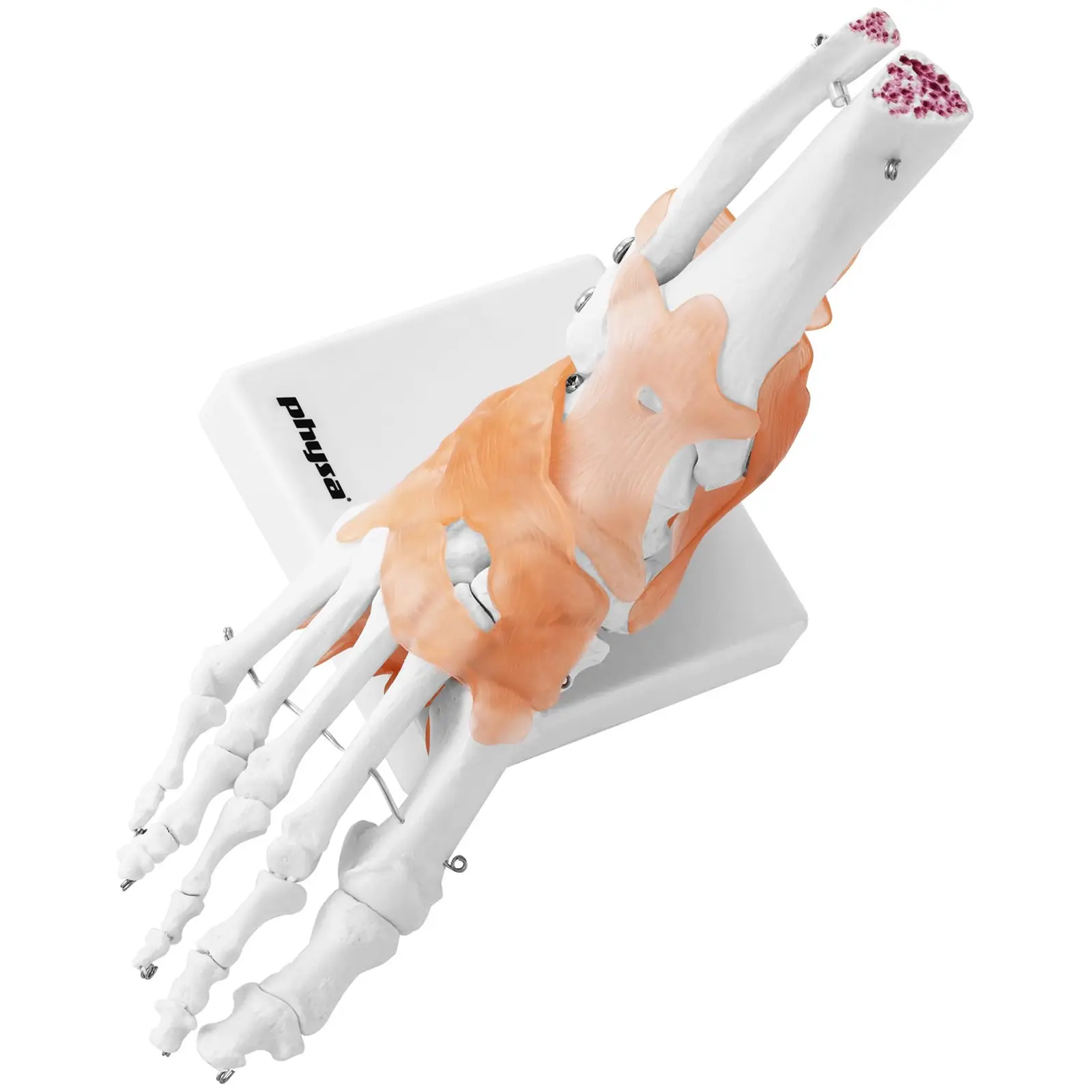 Fot - anatomisk modell – med leddbånd og ledd (Materiale: Plast)