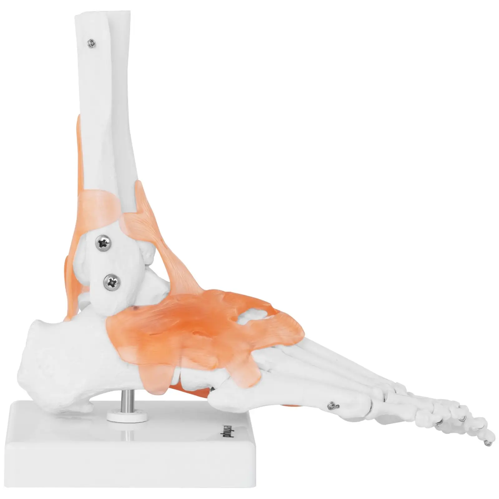 Fot - anatomisk modell – med leddbånd og ledd (Farge: Fiolett)