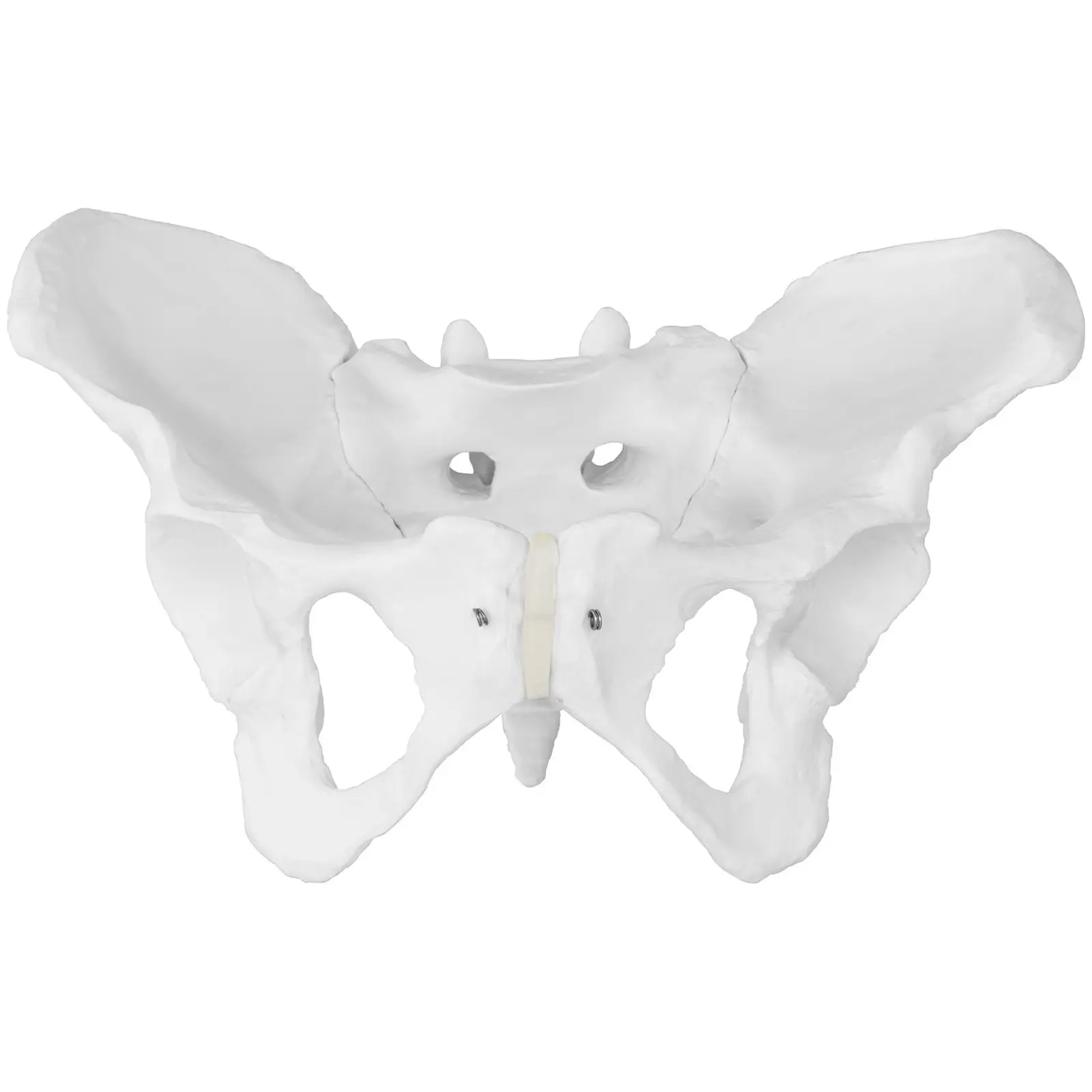 Erler Zimmer, Modello Anatomico Di Scheletro Del Bacino Femminile Con Osso Sacro 4054