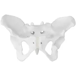 Skelett Becken-Modell - weiblich