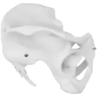 Model kostry ženské pánve