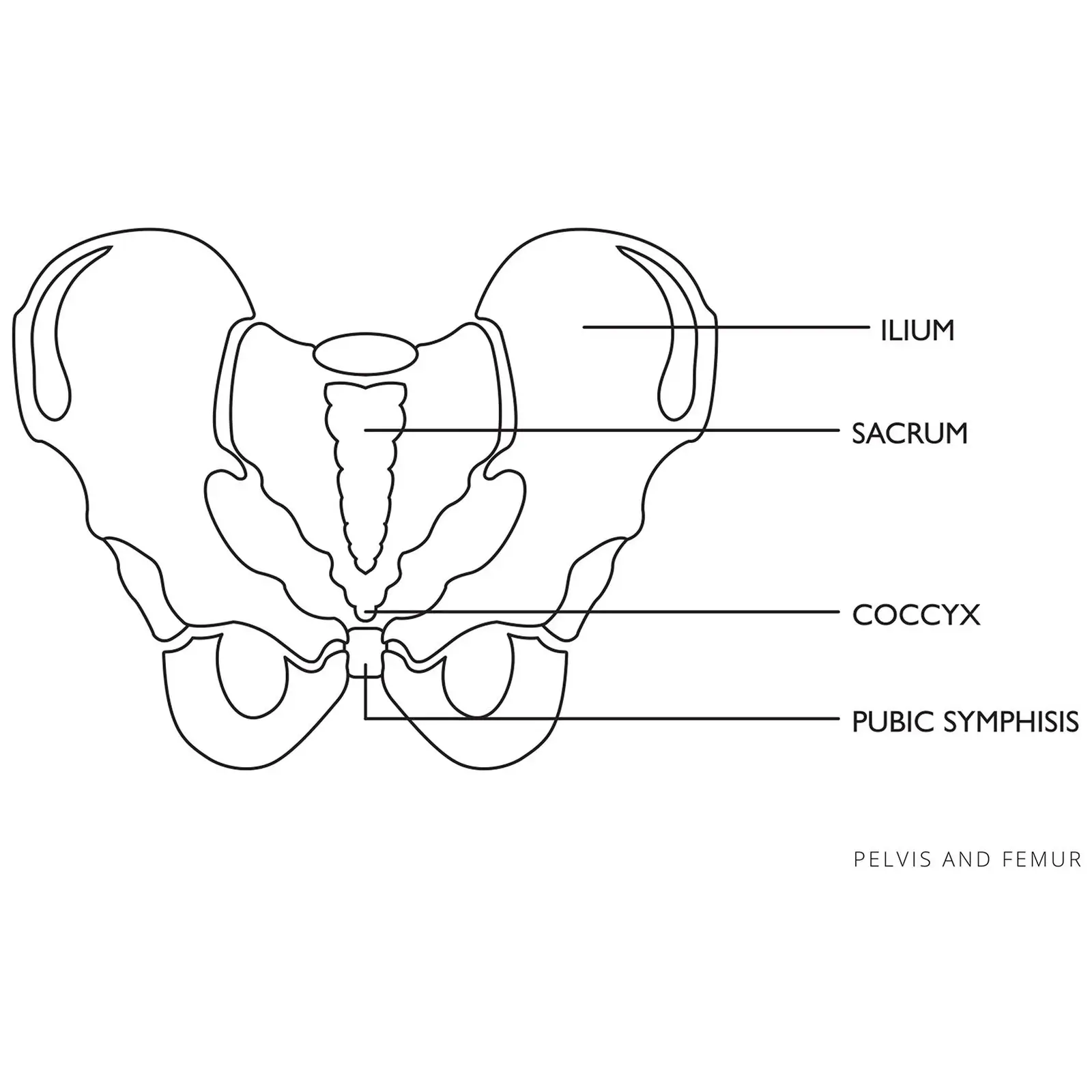 Modelo de pelvis - femenino