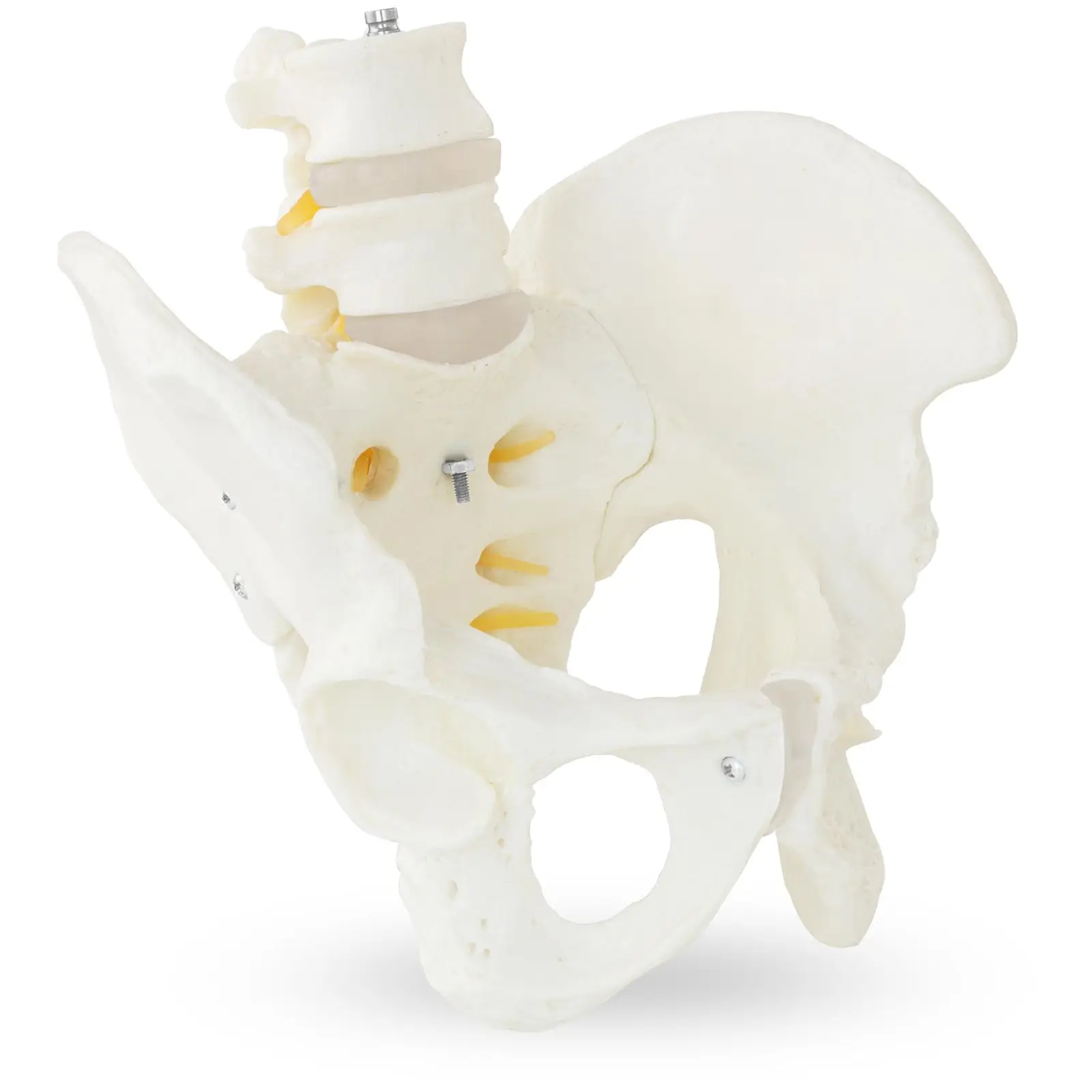 Bækken-model med lændehvirvel - mandligt skelet