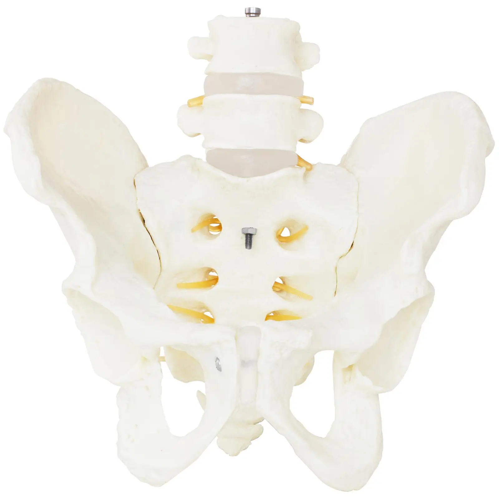 Pélvis com vértebras lombares - modelo anatómico