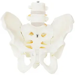Modello anatomico bacino con vertebre lombari - maschile