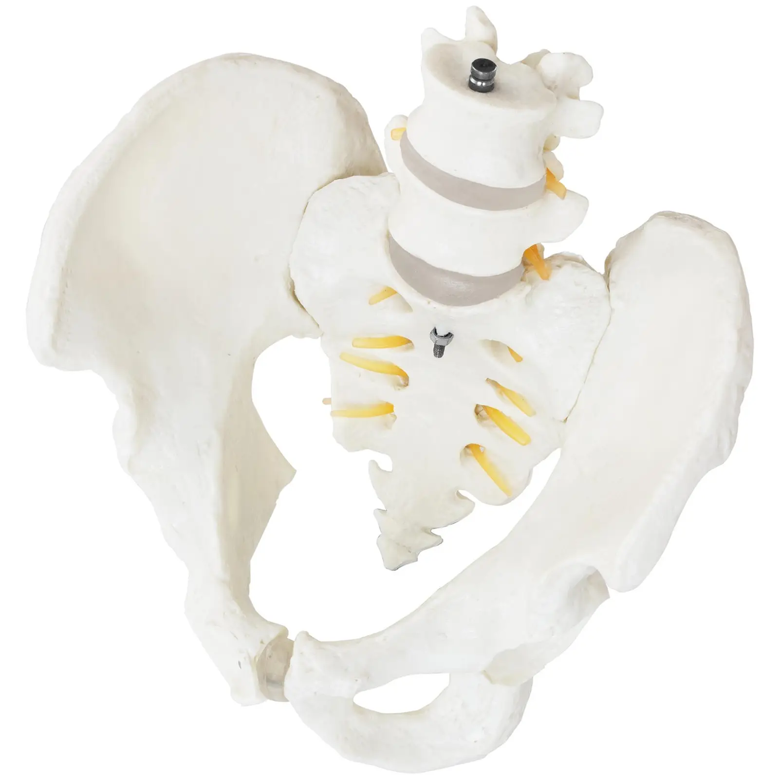 Maquette anatomique du bassin humain avec vertèbres lombaires - homme