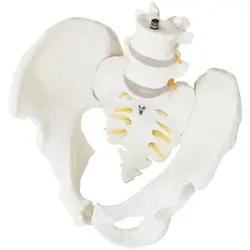 Maquette anatomique du bassin humain avec vertèbres lombaires - homme