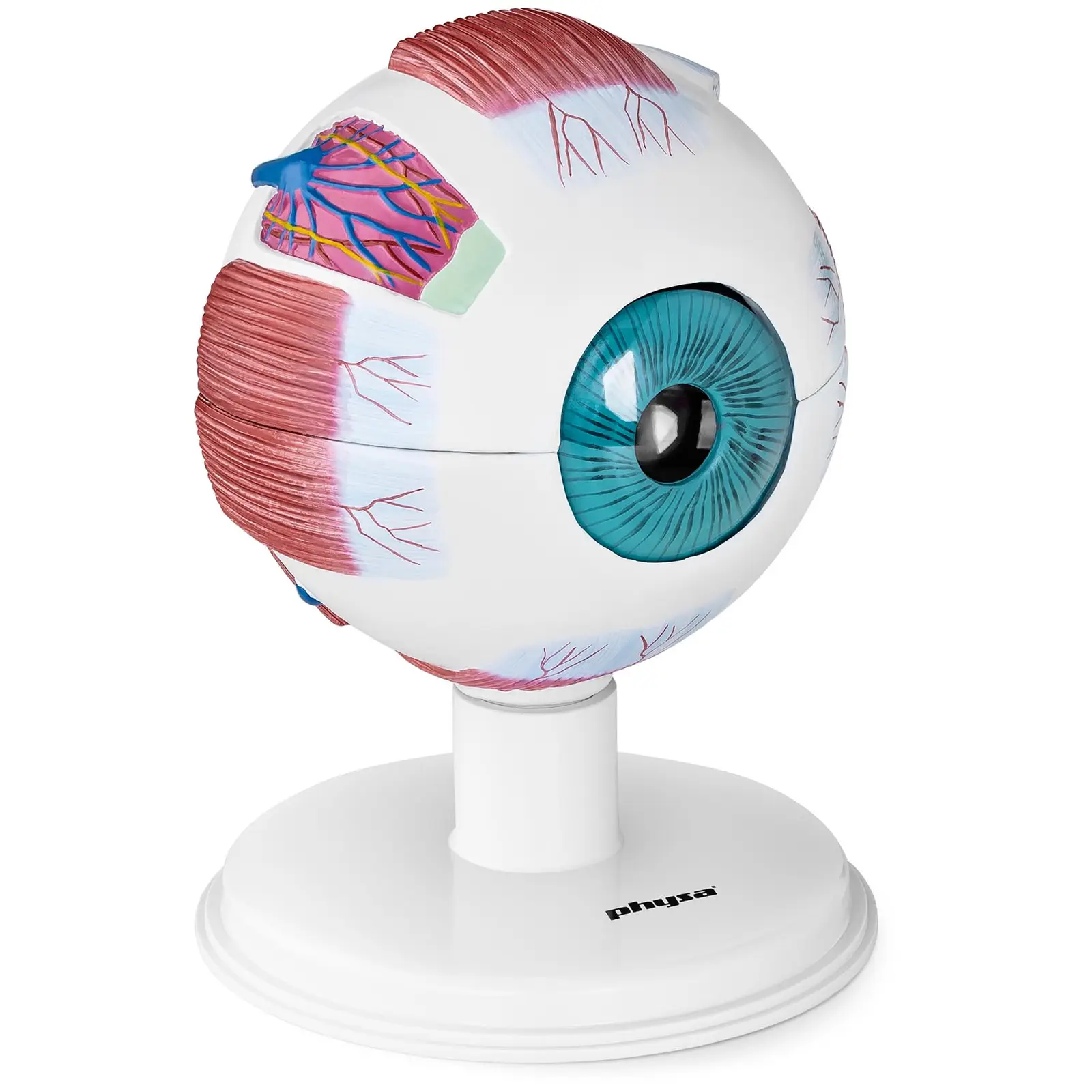 Ocasión Modelo anatómico de ojo - 6:1