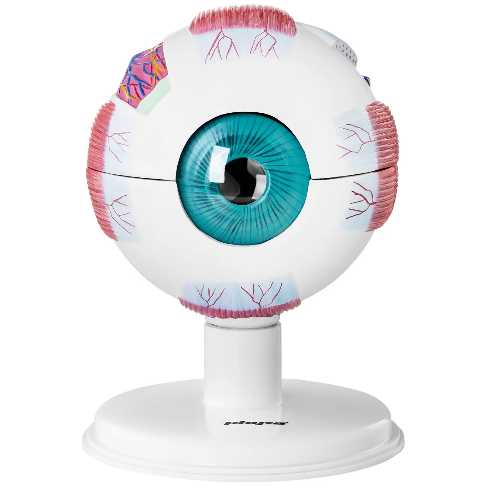 Ocasión Modelo anatómico de ojo - 6:1