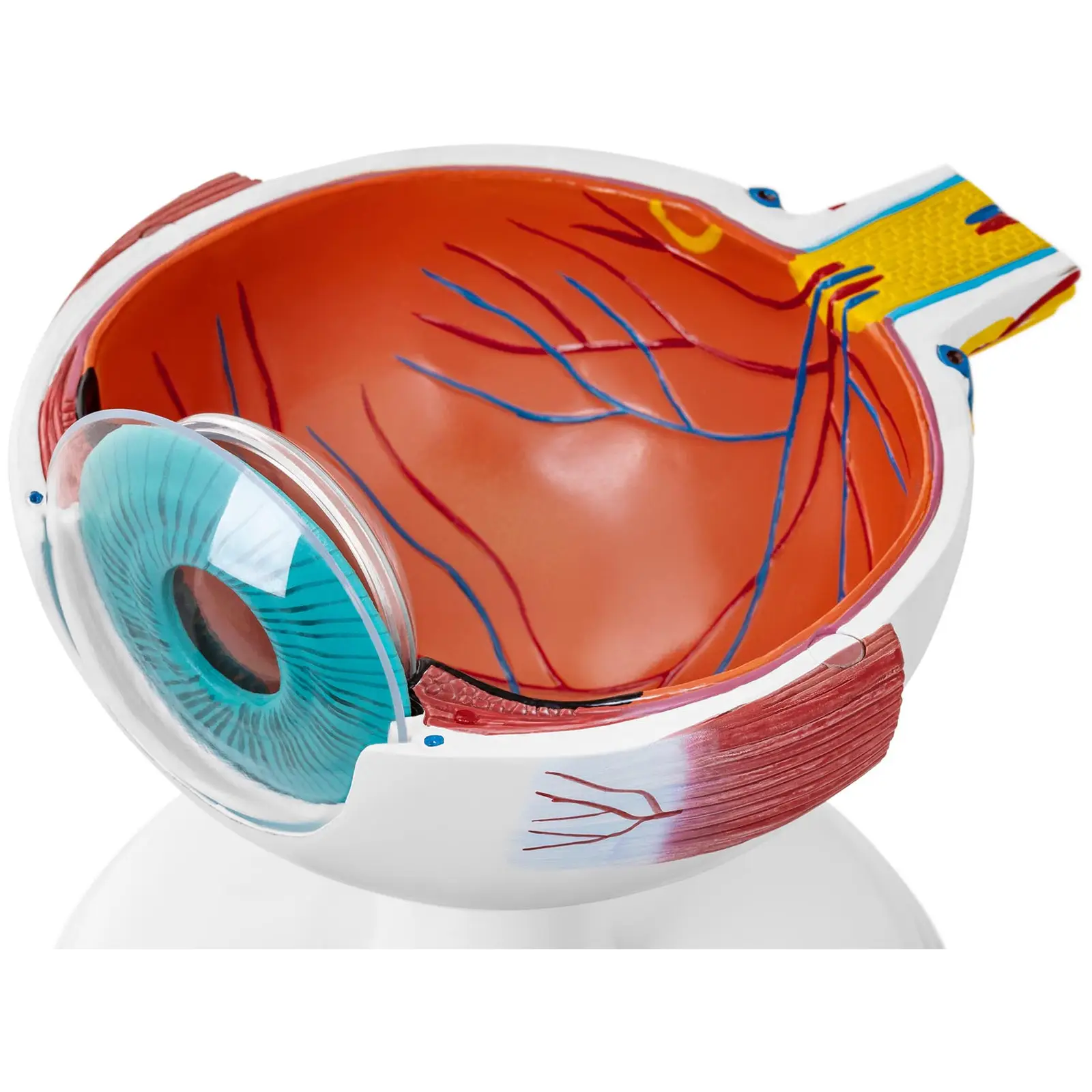 Öga - Anatomisk modell - 6:1