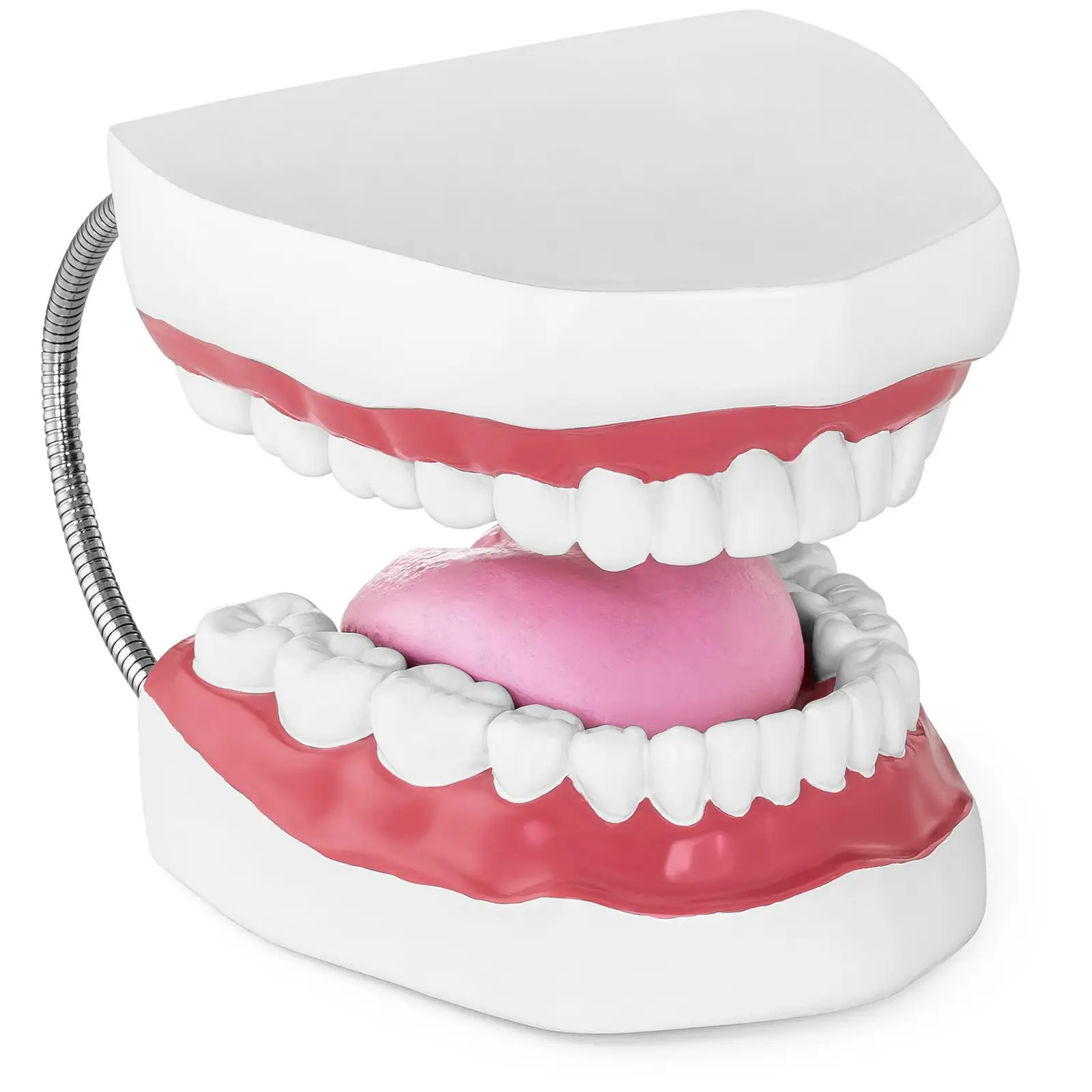 Modelo dental - dentadura