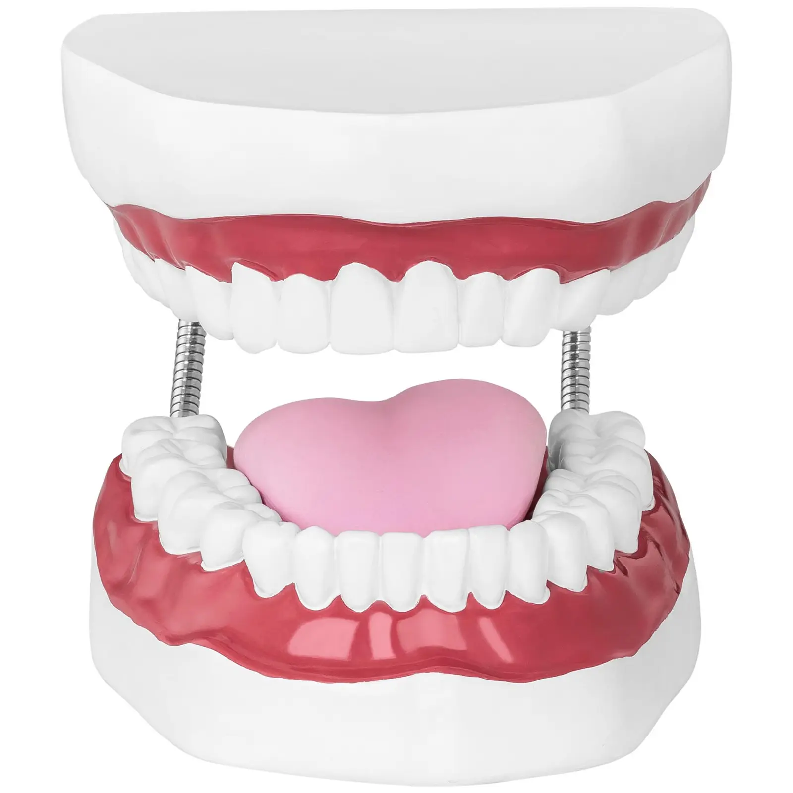 Maquette anatomique de la dentition humaine - Bouche (Matériau(x): Plastique)