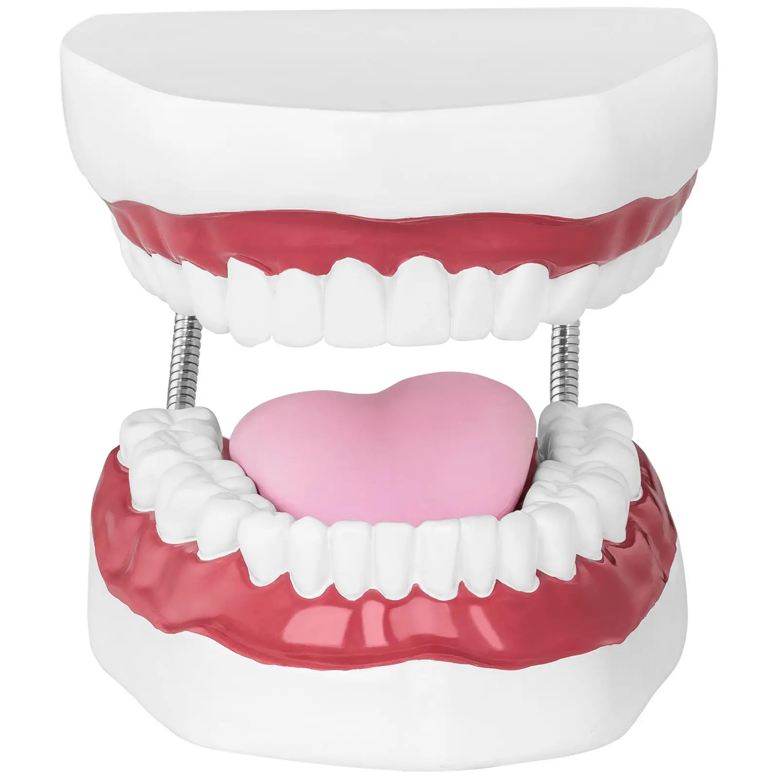 Teeth Model - Set of Teeth