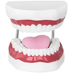 Factory second Teeth Model - Set of Teeth