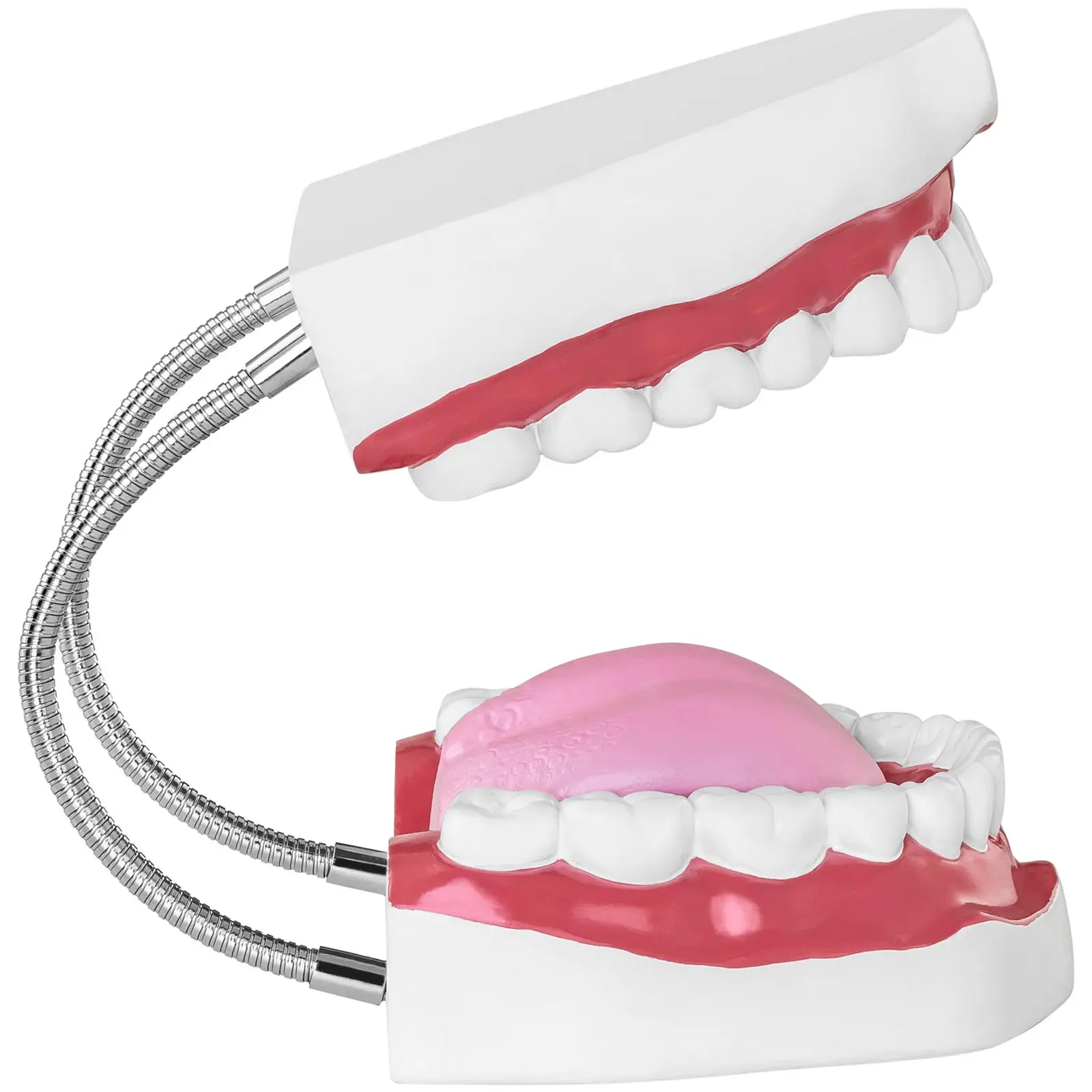 Factory second Teeth Model - Set of Teeth