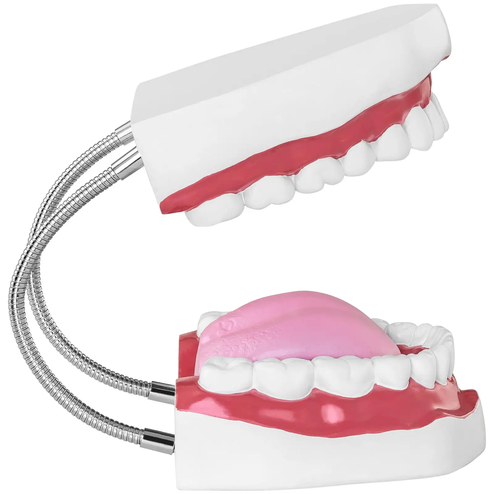Maquette anatomique de la dentition humaine - Bouche (Couleur(s): Coloré)