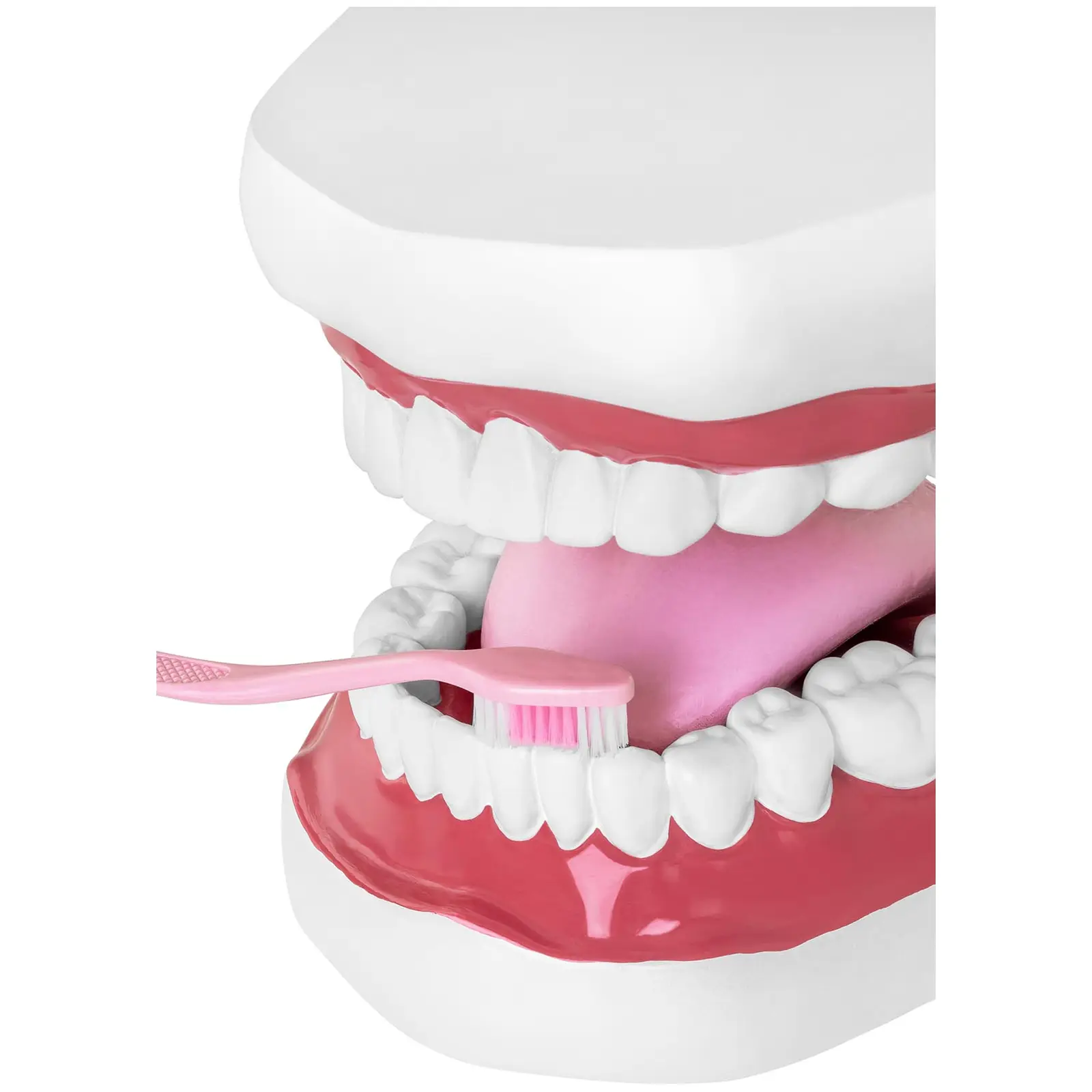 Maquette anatomique de la dentition humaine - Bouche (Dimensions (LxlxH): 24 x 17 x 14 cm)