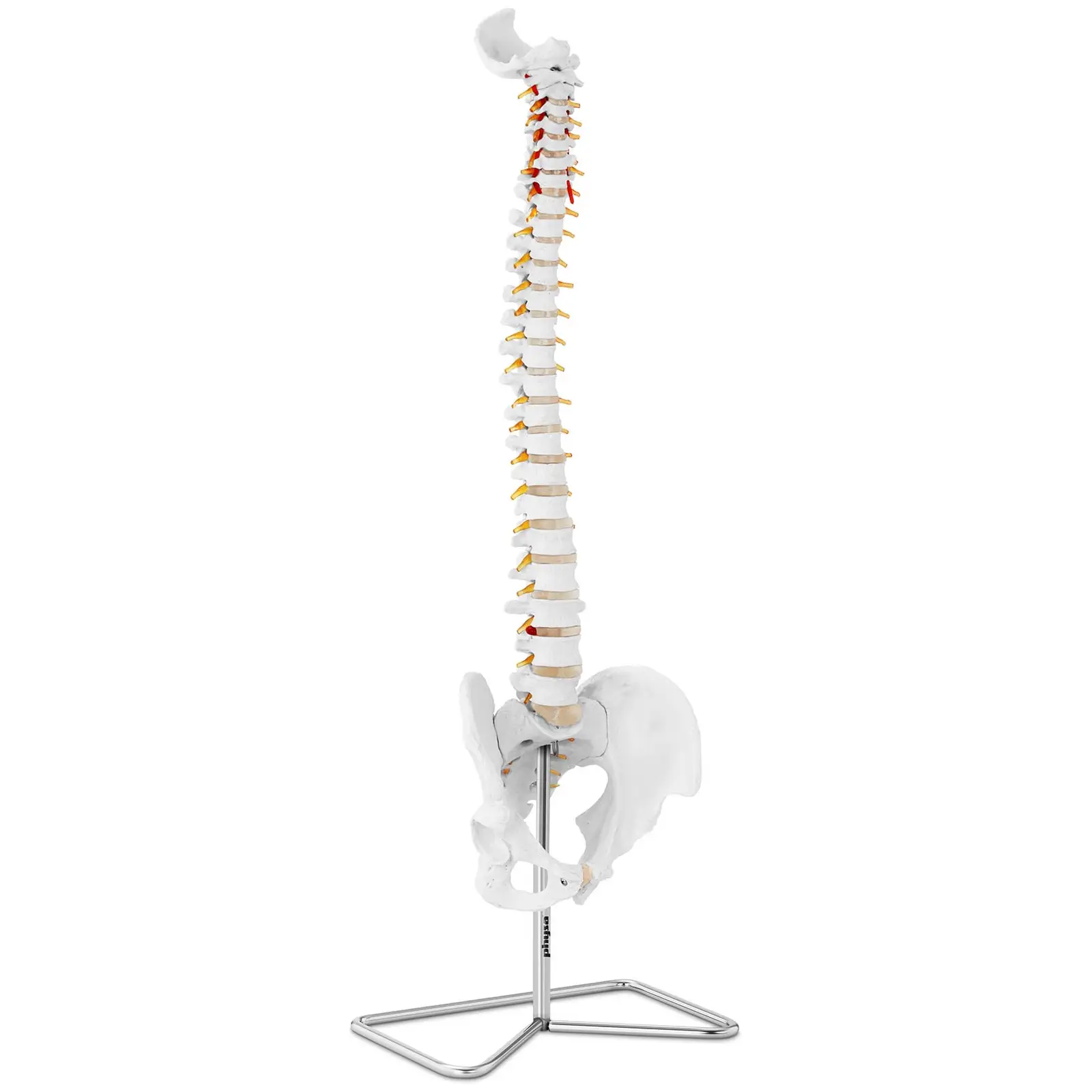 Ryggrad med bäcken - Anatomisk modell 