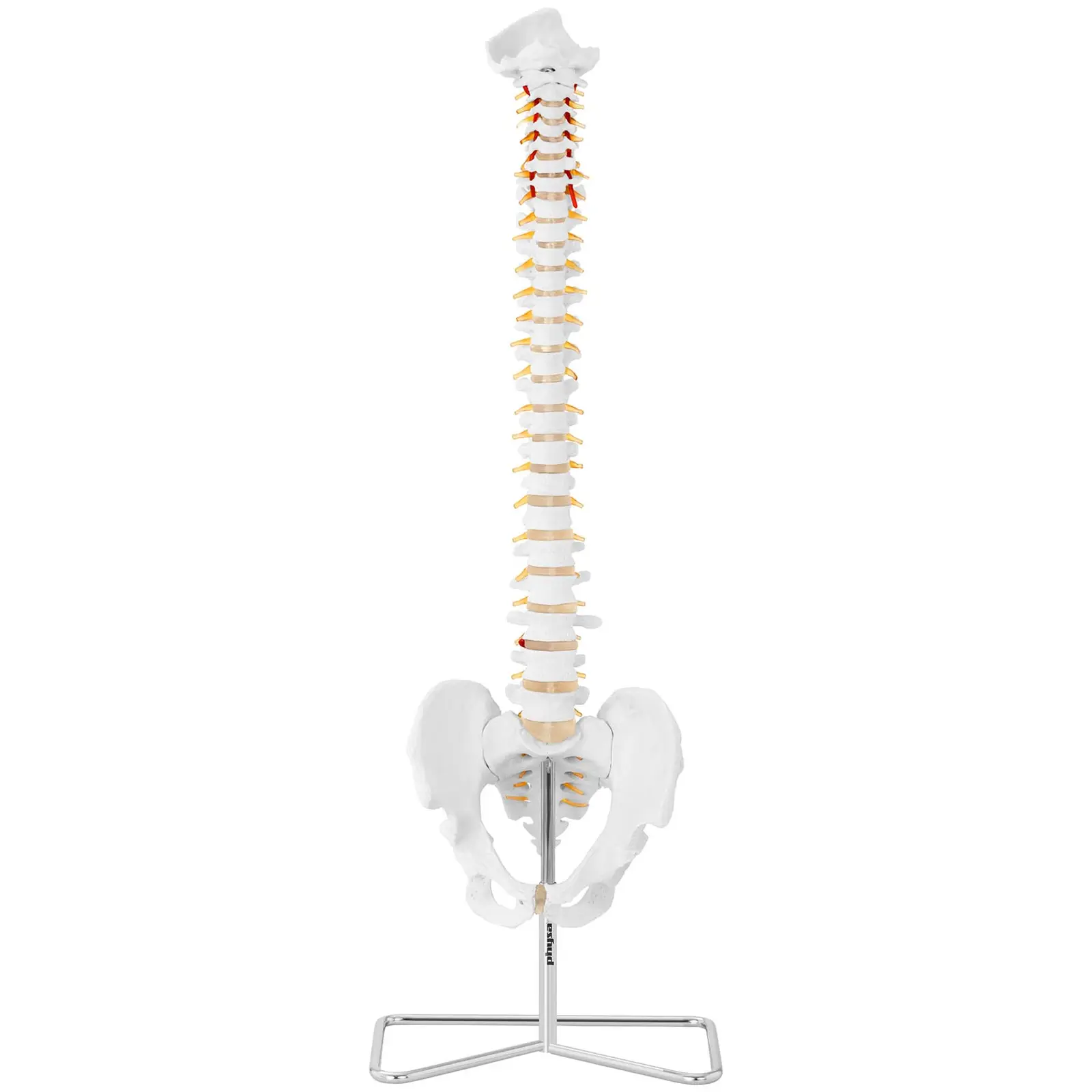 Model hrbtenice z medenico - v naravni velikosti