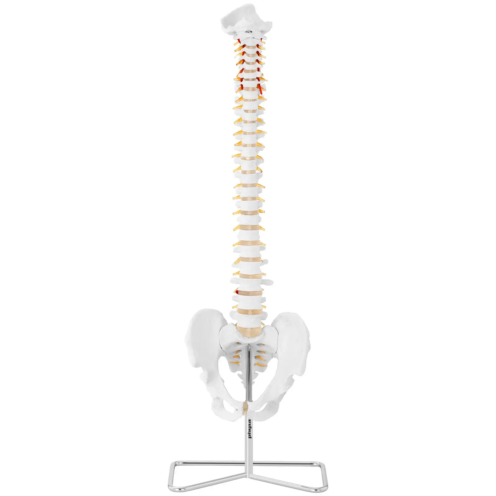 Model páteře s pánví - životní velikost (Materiál: PVC)
