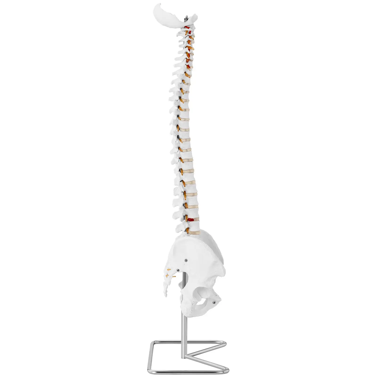 Maquette anatomique pelvis humain avec colonne vertébrale - grandeur nature