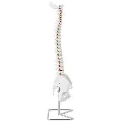 Modello anatomico colonna vertebrale cervicale con bacino - A grandezza naturale
