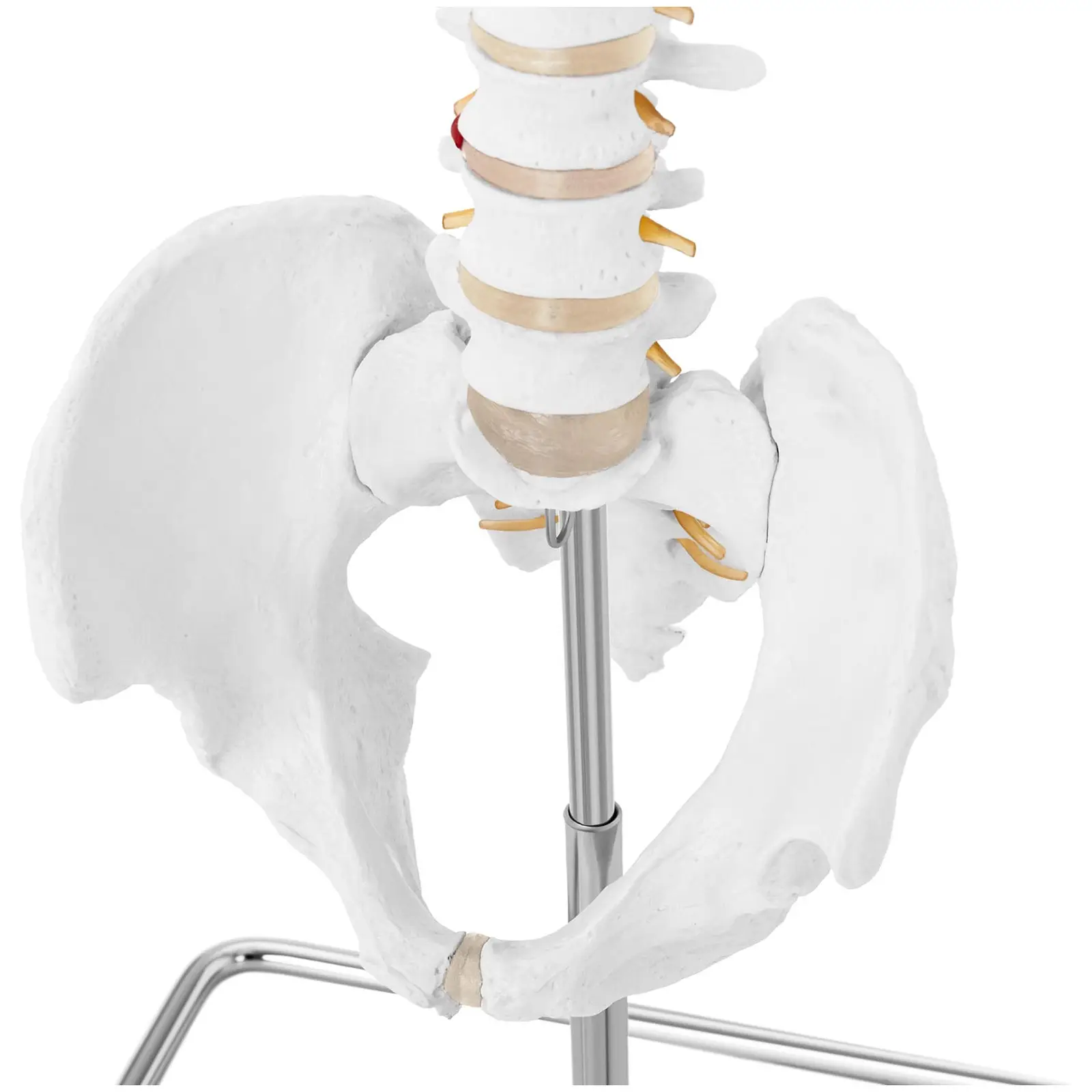 Maquette anatomique pelvis humain avec colonne vertébrale - grandeur nature