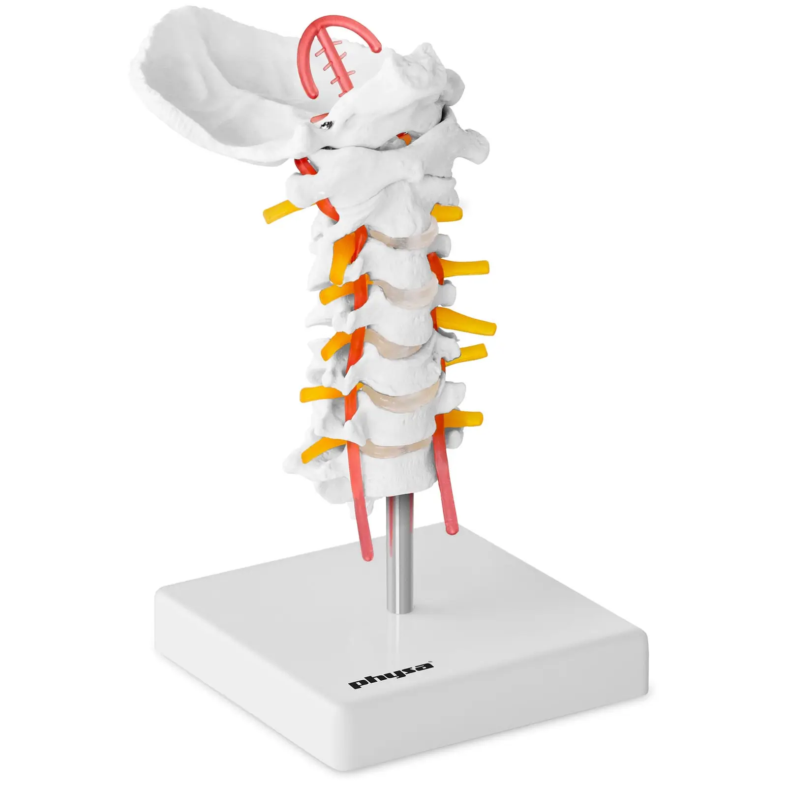 Halsvirvler - Anatomisk modell